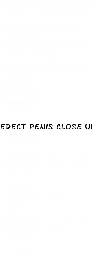 erect penis close up