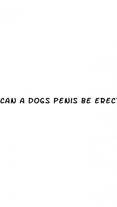 can a dogs penis be erect if neutered