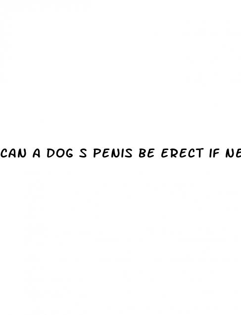 can a dog s penis be erect if neutered