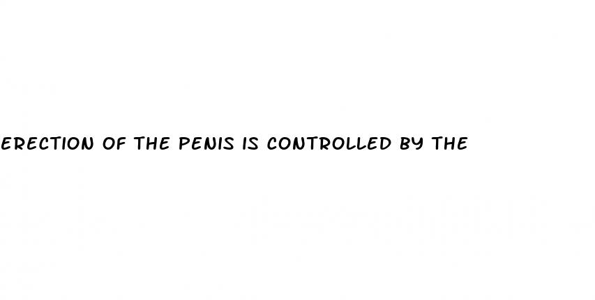 erection of the penis is controlled by the
