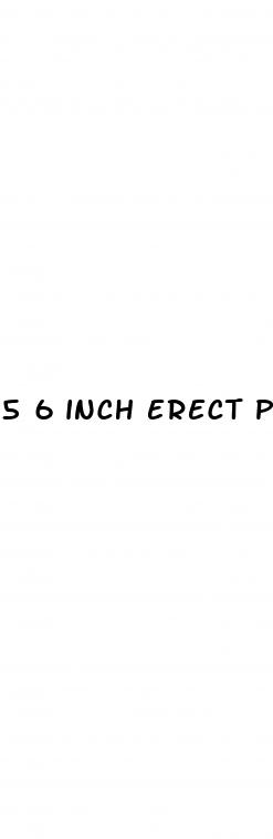 5 6 inch erect penis