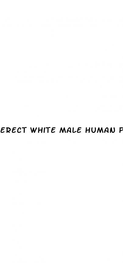 erect white male human penis