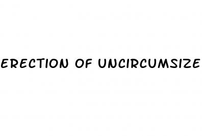 erection of uncircumsized penis
