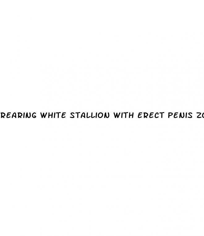 rearing white stallion with erect penis zoo libre