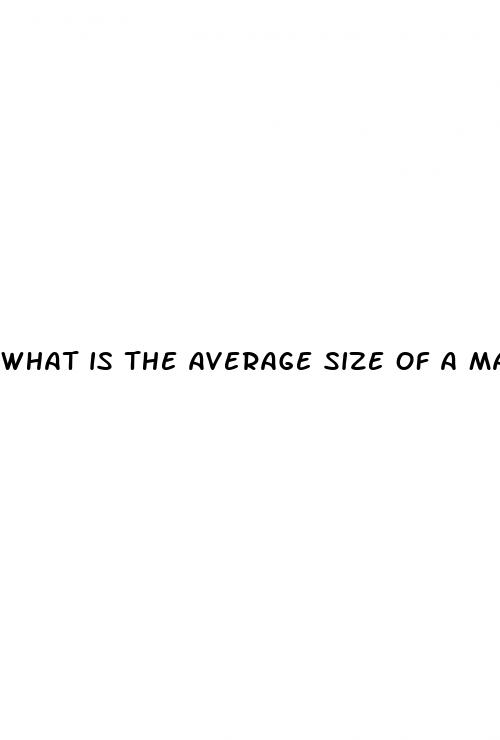 what is the average size of a male penis erect