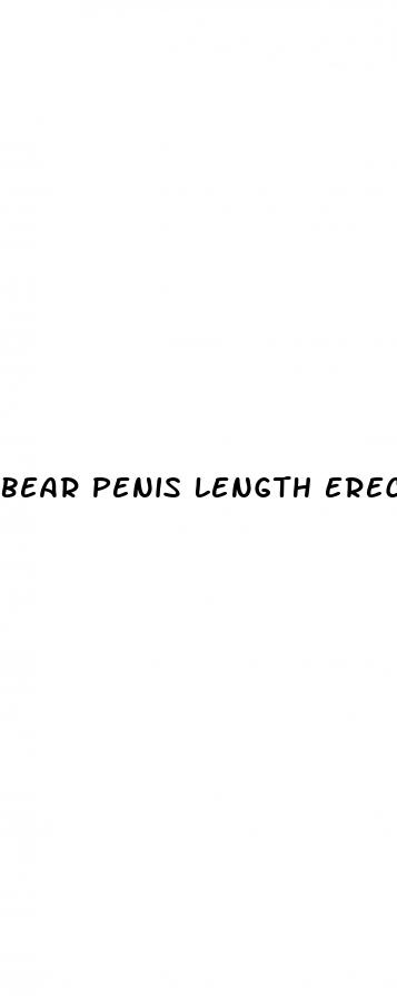 bear penis length erect