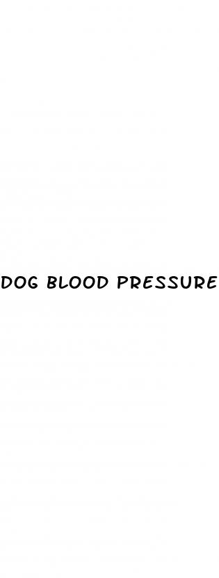 dog blood pressure medication