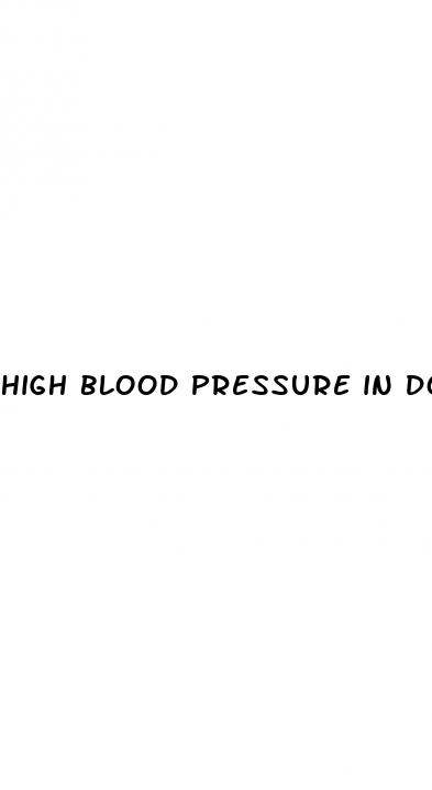 high blood pressure in dogs with kidney disease