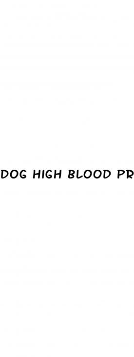 dog high blood pressure kidney disease