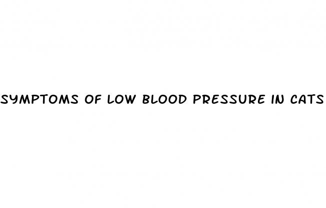 symptoms of low blood pressure in cats