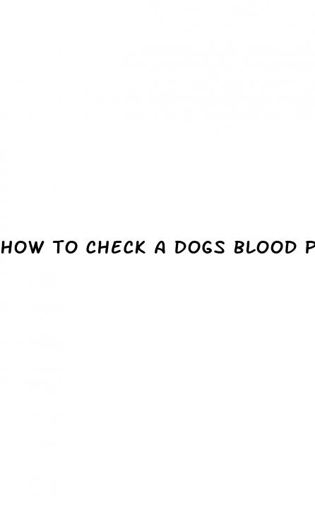 how to check a dogs blood pressure