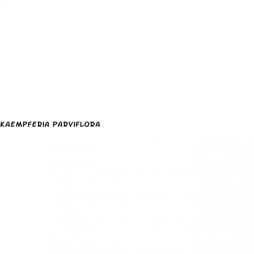 kaempferia parviflora