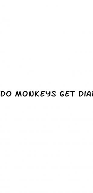 do monkeys get diabetes