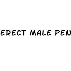 erect male penis