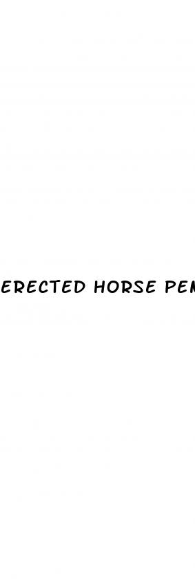 erected horse penis